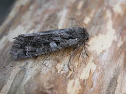 Attēlu rezultāti vaicājumam “Eurois occulta”