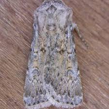 Attēlu rezultāti vaicājumam “Agrotis ripae”