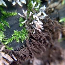 Attēlu rezultāti vaicājumam “Stemonitopsis typhina var. similis”