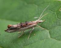 Attēlu rezultāti vaicājumam “Ypsolopha scabrella”