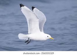 Attēlu rezultāti vaicājumam “Rissa tridactyla adult”