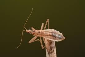 Attēlu rezultāti vaicājumam “Nabis limbatus”