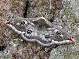 Attēlu rezultāti vaicājumam “Saturniidae”