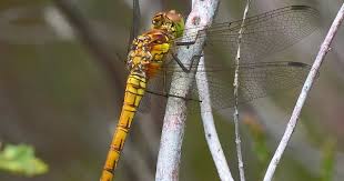 Attēlu rezultāti vaicājumam “Sympetrum sanguineum female”