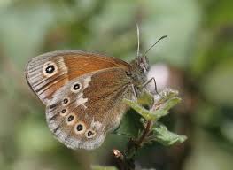 Attēlu rezultāti vaicājumam “Coenonympha tullia”