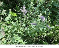 Attēlu rezultāti vaicājumam “Mentha spicata flower”
