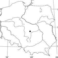 Attēlu rezultāti vaicājumam “Oligonema flavidum spores”
