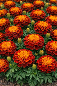 Image result for Tagetes patula