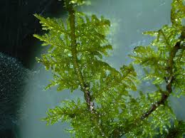 Attēlu rezultāti vaicājumam “Thuidium”