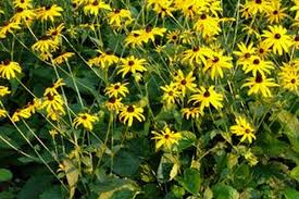 Image result for Rudbeckia fulgida