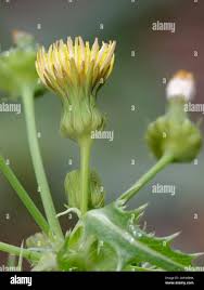 Attēlu rezultāti vaicājumam “Sonchus asper flower”