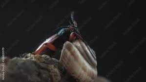 Attēlu rezultāti vaicājumam “Tetropium fuscum”