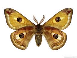 Attēlu rezultāti vaicājumam “Saturnia pavonia”