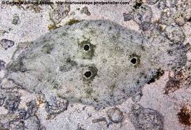 Image result for Paralichthys albigutta