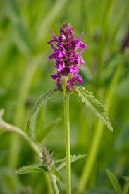 Attēlu rezultāti vaicājumam “Stachys officinalis leaf”