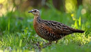 Image result for Crex crex