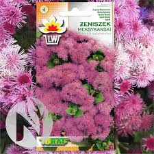 Image result for Ageratum mexicanum