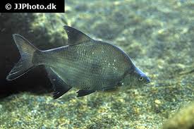 Attēlu rezultāti vaicājumam “Abramis brama”