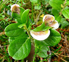 Attēlu rezultāti vaicājumam “Exobasidium splendidum”