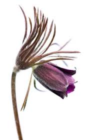 Attēlu rezultāti vaicājumam “Pulsatilla pratensis bud”