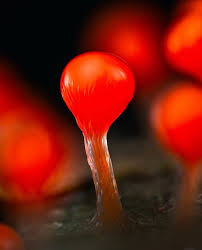 Attēlu rezultāti vaicājumam “Hemitrichia decipiens young”