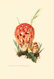 Attēlu rezultāti vaicājumam “Clathrus ruber”