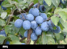 Attēlu rezultāti vaicājumam “Tranzschelia pruni-spinosae spores”