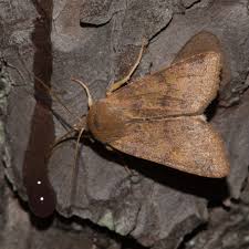 Attēlu rezultāti vaicājumam “Agrochola helvola imago”