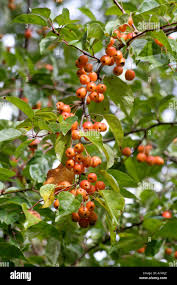 Attēlu rezultāti vaicājumam “Malus x zumi”