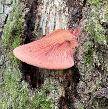 Attēlu rezultāti vaicājumam “Fistulina hepatica”