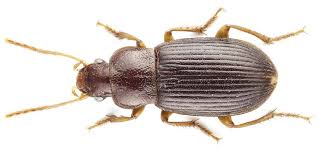 Attēlu rezultāti vaicājumam “Poecilus cupreus”