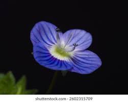 Attēlu rezultāti vaicājumam “Veronica persica flower”