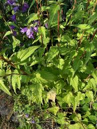 Attēlu rezultāti vaicājumam “Campanula trachelium bud”