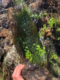 Attēlu rezultāti vaicājumam “Fontinalis antipyretica subsp. gracilis”