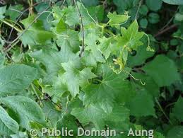 Attēlu rezultāti vaicājumam “Bryonia alba leaf”