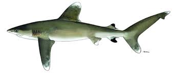 Image result for Carcharhinus isodon