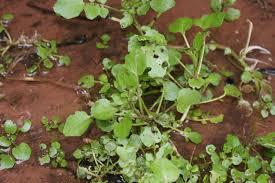 Image result for Rorippa nasturtium-aquaticum