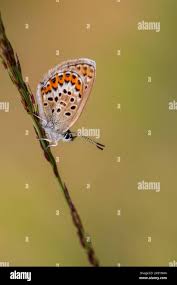 Attēlu rezultāti vaicājumam “Plebejus argus”