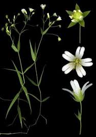 Attēlu rezultāti vaicājumam “Stellaria holostea”