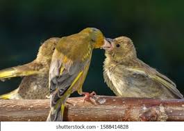 Attēlu rezultāti vaicājumam “Chloris chloris male”