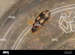 Attēlu rezultāti vaicājumam “Dromius quadrimaculatus”