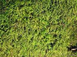 Attēlu rezultāti vaicājumam “Anomodon attenuatus”