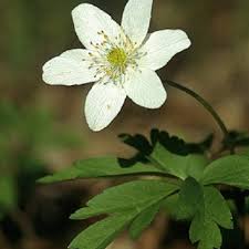 Attēlu rezultāti vaicājumam “Anemone nemorosa bud”