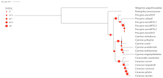 Image result for Cyprinus megalophthalmus