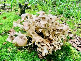 Attēlu rezultāti vaicājumam “Polyporus umbellatus”