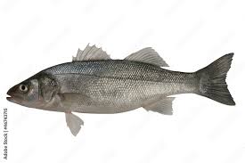 Image result for Dicentrarchus labrax