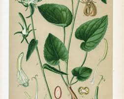 Attēlu rezultāti vaicājumam “Phyteuma spicatum fruit”