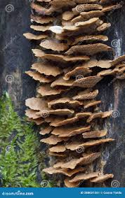 Attēlu rezultāti vaicājumam “Gloeophyllum trabeum”