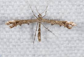Attēlu rezultāti vaicājumam “Pterophoridae”