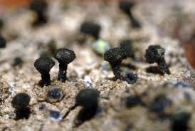 Attēlu rezultāti vaicājumam “Calicium adspersum”